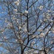 ヒメ日記 2026/03/27 15:08 投稿 アン 上野ハイブリッドマッサージ