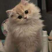 ヒメ日記 2025/08/11 19:30 投稿 すず ニューヨークニューヨーク