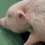 柳 なぎ せいだいなどげざをしたいきもちでいっぱいっぱいです、、、 聖リッチ女学園