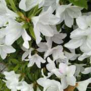 ヒメ日記 2025/04/16 10:28 投稿 みやこ 奥様の実話 梅田店