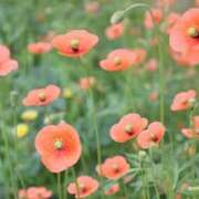 ヒメ日記 2025/04/26 15:01 投稿 みやこ 奥様の実話 梅田店