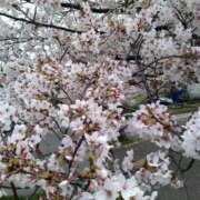 ヒメ日記 2026/04/01 11:01 投稿 みやこ 奥様の実話 梅田店