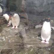 まゆ 到着しました 八尾藤井寺羽曳野ちゃんこ