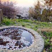 ヒメ日記 2026/03/13 18:52 投稿 るり 吉野ケ里人妻デリヘル 「デリ夫人」