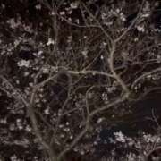 ヒメ日記 2026/04/03 07:53 投稿 るり 吉野ケ里人妻デリヘル 「デリ夫人」