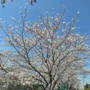 ヒメ日記 2026/04/16 19:37 投稿 るり 吉野ケ里人妻デリヘル 「デリ夫人」