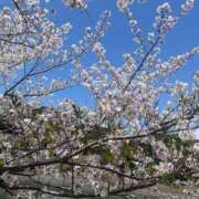 ヒメ日記 2025/04/07 16:25 投稿 ちなみ 熟女家 ミナミエリア店