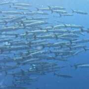 ヒメ日記 2025/06/26 09:55 投稿 ちなみ 熟女家 ミナミエリア店