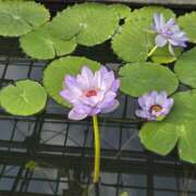 ヒメ日記 2025/12/03 09:40 投稿 イナ クラブハートDX