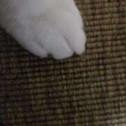 ヒメ日記 2026/01/03 21:31 投稿 イナ クラブハートDX