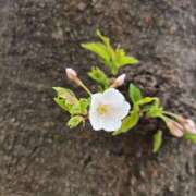 ヒメ日記 2026/02/13 15:31 投稿 イナ クラブハートDX