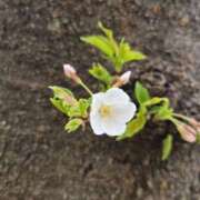 ヒメ日記 2026/03/12 00:20 投稿 イナ クラブハートDX