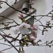 ヒメ日記 2026/03/18 22:40 投稿 イナ クラブハートDX