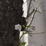 ヒメ日記 2026/03/22 13:50 投稿 イナ クラブハートDX