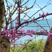 ヒメ日記 2025/03/20 22:35 投稿 みずほ(人妻) THE・TRY