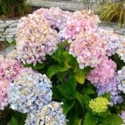 ヒメ日記 2025/06/16 21:43 投稿 みずほ(人妻) THE・TRY