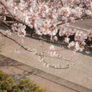 みずほ(人妻) 桜が降る夜は THE・TRY