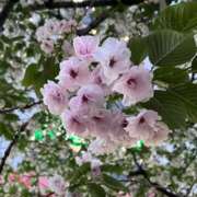 ヒメ日記 2026/04/16 01:16 投稿 りの ルピナス