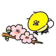 ヒメ日記 2026/04/06 09:02 投稿 るい お姉京都