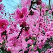 はな 4月シフト🌷と 人妻ちゃんねる