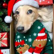 ヒメ日記 2024/12/24 17:34 投稿 小森 うた Prae(プラエ)