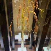 ヒメ日記 2025/07/27 23:57 投稿 若林 ANECOTE