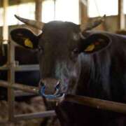 ヒメ日記 2025/01/10 21:30 投稿 はる Blue Lagoon(ブルーラグーン)