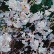 ヒメ日記 2025/03/24 09:02 投稿 はる Blue Lagoon(ブルーラグーン)