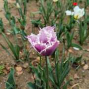 ヒメ日記 2025/03/31 11:12 投稿 滝沢 熟女待機所 厚木店