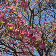 ヒメ日記 2026/04/16 12:43 投稿 あきな Welcome Cafe(ウェルカムカフェ) 八王子本店