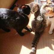 ヒメ日記 2025/03/26 17:02 投稿 高橋りょう 五十路マダム 新潟店(カサブランカグループ)