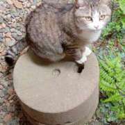 ヒメ日記 2025/06/23 22:02 投稿 高橋りょう 五十路マダム 新潟店(カサブランカグループ)