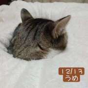 高橋りょう コタツから猫が生えた。 五十路マダム 新潟店(カサブランカグループ)