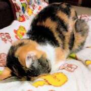 ヒメ日記 2026/02/17 15:04 投稿 高橋りょう 五十路マダム 新潟店(カサブランカグループ)