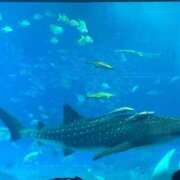 あや 感謝♡ ニュー姫