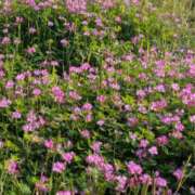 ヒメ日記 2025/04/20 00:00 投稿 るな 奥様の実話 梅田店