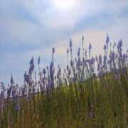 ヒメ日記 2025/05/22 23:51 投稿 るな 奥様の実話 梅田店