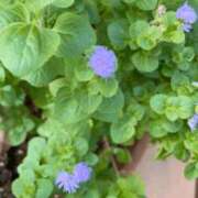 ヒメ日記 2025/07/15 10:42 投稿 るな 奥様の実話 梅田店