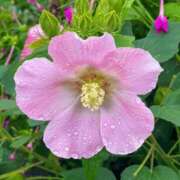 ヒメ日記 2025/07/23 19:22 投稿 るな 奥様の実話 梅田店