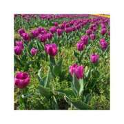 ヒメ日記 2025/03/05 22:52 投稿 しおり 【オナクラ】HAND MAID（ハンドメイド） 梅田店