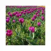 ヒメ日記 2025/10/21 20:56 投稿 しおり 【オナクラ】HAND MAID（ハンドメイド） 梅田店