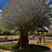 ヒメ日記 2025/03/07 00:37 投稿 佐々波エヴァ Mrs.Dandy Kinshicho