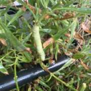 ヒメ日記 2025/07/08 07:31 投稿 佐々波エヴァ Mrs.Dandy Kinshicho