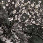 れいか 🌸🌃桜はやっぱり夜でしょ🌃🌸 ピュアコス学園