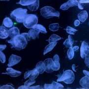 ヒメ日記 2025/10/31 21:03 投稿 あかり かりんとplus 上野御徒町