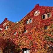 七海　りょう 貴重な紅葉♪(´θ｀) 雫(しずく)