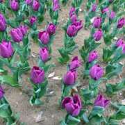 ヒメ日記 2025/04/16 21:47 投稿 くるみ クラブアリア -CLUB ARIA-