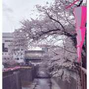 ヒメ日記 2026/03/31 20:59 投稿 くるみ クラブアリア -CLUB ARIA-