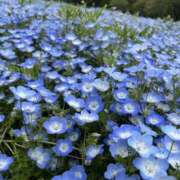 ヒメ日記 2026/04/24 15:50 投稿 すず 梅田人妻秘密倶楽部