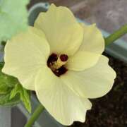 ヒメ日記 2025/10/24 20:31 投稿 かすみ 宇都宮ムンムン熟女妻